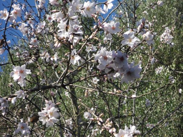 Finca Son Olive Селва Екстериор снимка