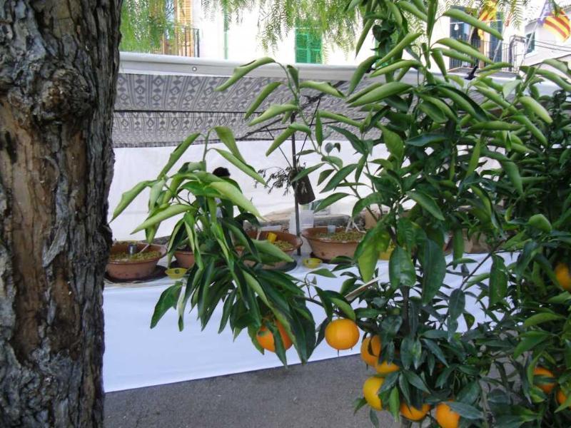 Finca Son Olive Селва Екстериор снимка